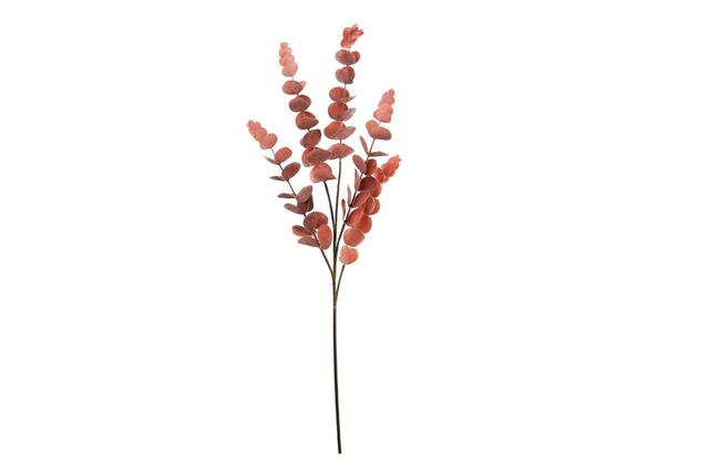 Декоративное растение Эвкалипт красное