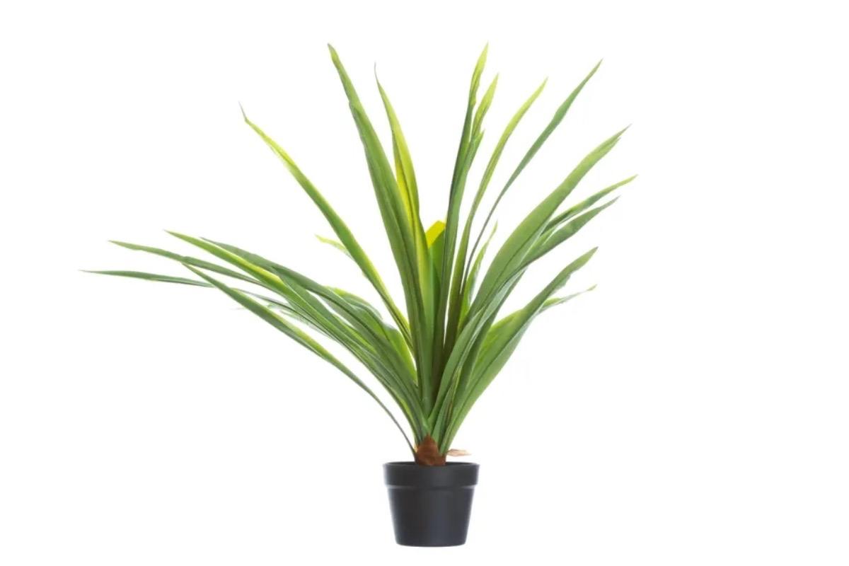 Декоративное растение Пальма