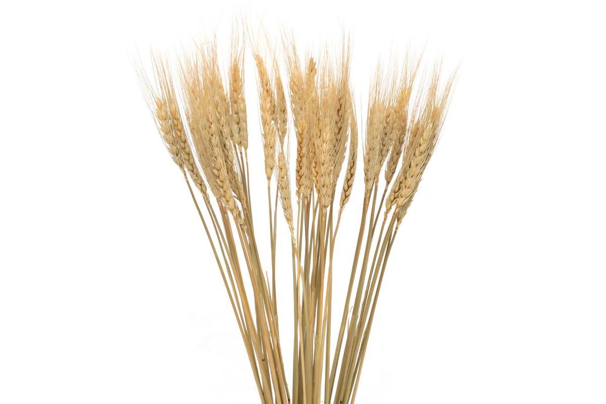 Декоративное растение Пшеница желтое