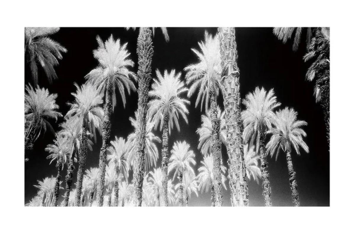 Картина пальмы фотопечать на стекле