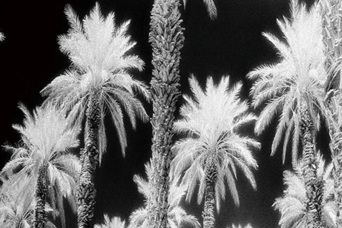 "Картина пальмы фотопечать на стекле" - вид 2